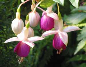 Fuchsien1